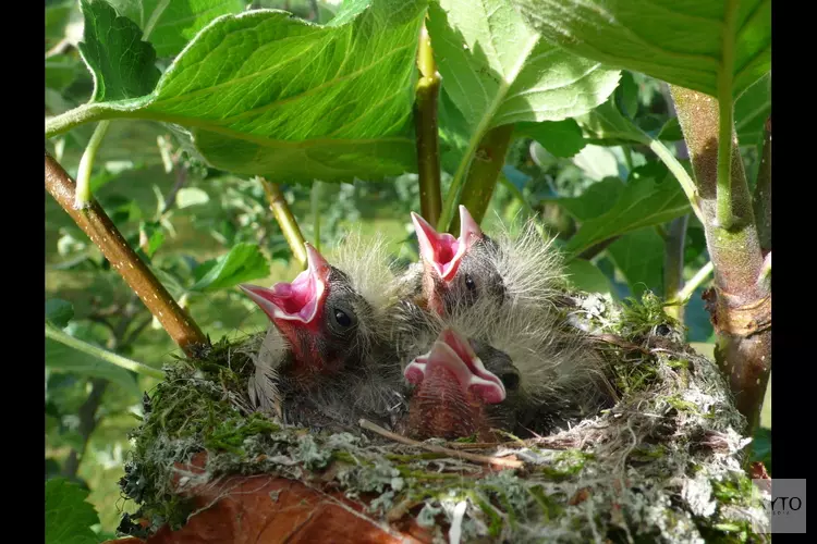 Jonge vogels houden dierenambulance bezig