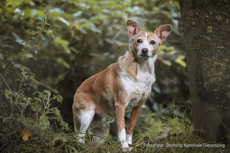 Stichting Nationale Dierenzorg organiseert Fotowedstrijd “Het leukste (huis) dier van 2020”