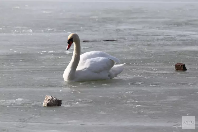 Wat te doen bij vastgevroren vogel?