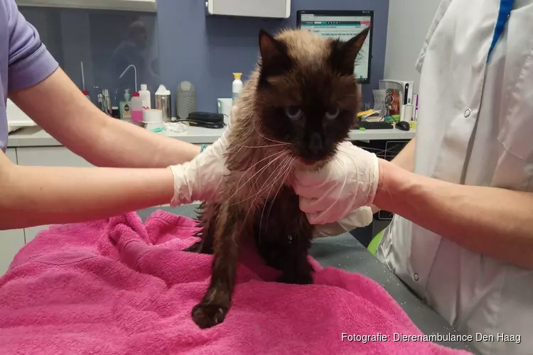 Vermiste Leidse kat Igor terug gevonden in Haags riool