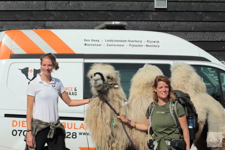 Dierenambulance Den Haag haalt kameel op