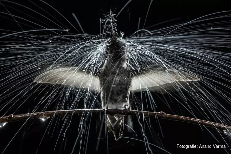 National Geographic fototentoonstelling SPECTACLE in Museon