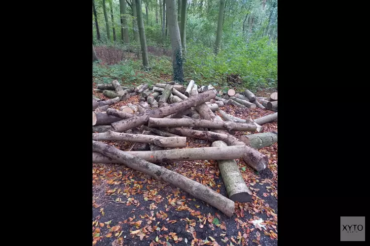 Houtverkoop Haagse Bos