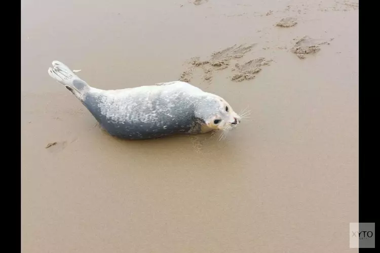 Dierenambulance Den Haag roept op: “Houd afstand van zeehonden op het strand!”