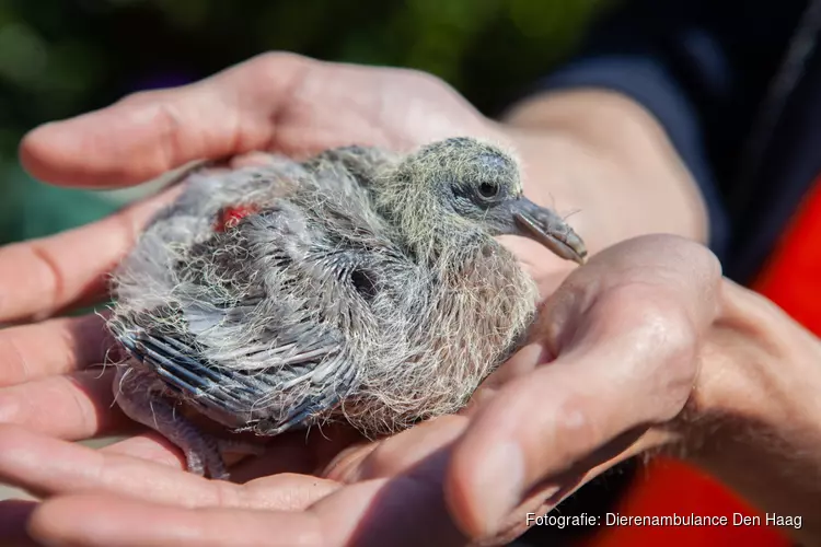 Dierenambulance start crowdfunding voor warm houden jonge vogels