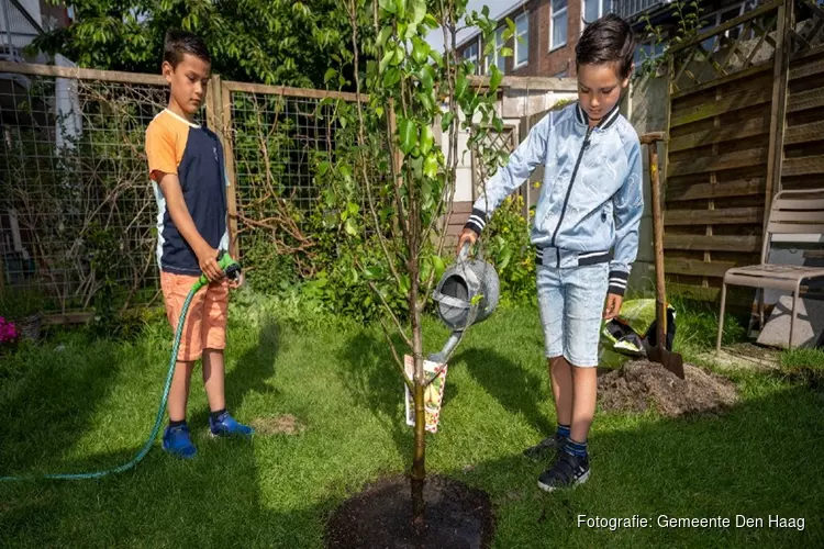 Den Haag deelt ook dit jaar 1.000 bomen uit