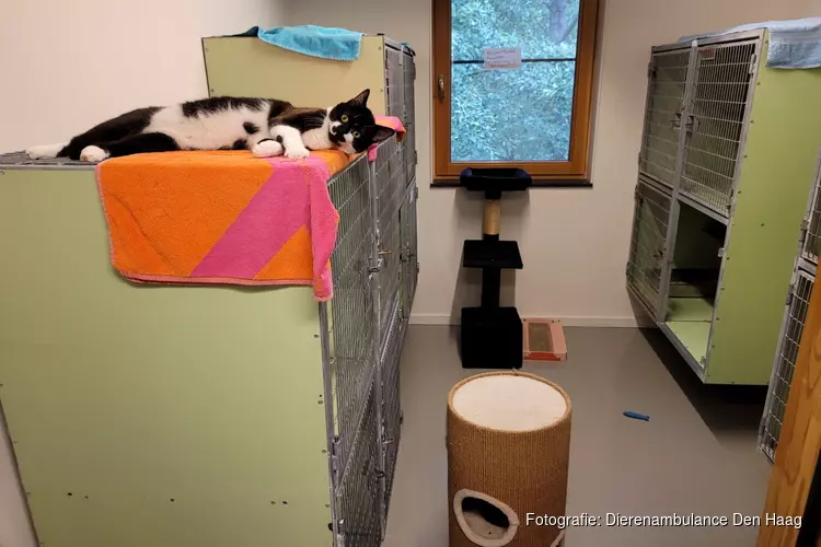 Overvolle kattenkamers bij Dierenhospitaal Den Haag