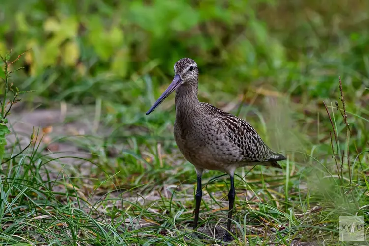 Noord-Kethel klaar voor weidevogels