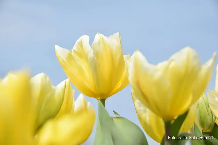 Scheveningse ondernemers bedanken bezoekers in de krokusvakantie met 25.000 tulpen