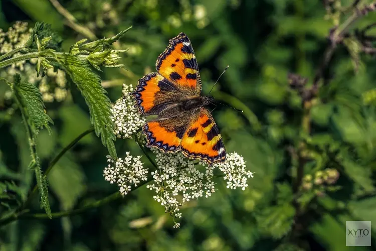 Populaties dagvlinders meer dan gehalveerd sinds 1992