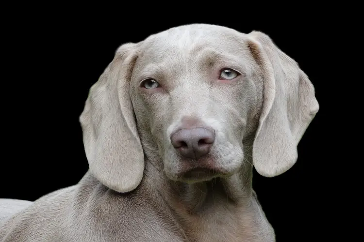 Hondenfokker heeft regels over het dierenwelzijn overtreden