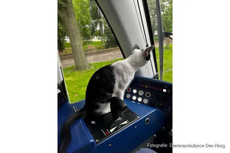 Kat Keesie stapt op tram 3