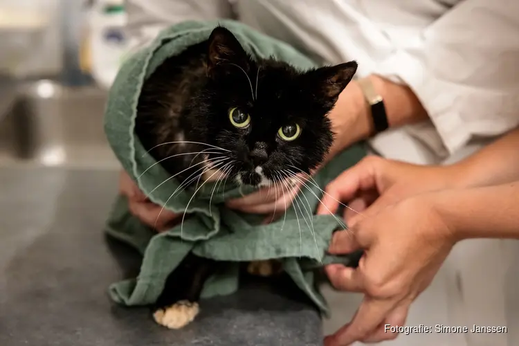 Twee zwaargewonde zwarte katten in hospitaal van Dierenambulance Den Haag