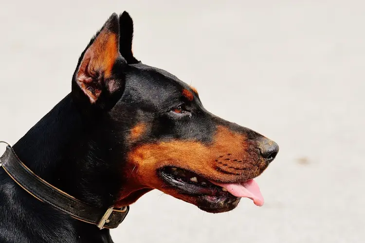 Honden, zeehonden en paarden op het strand