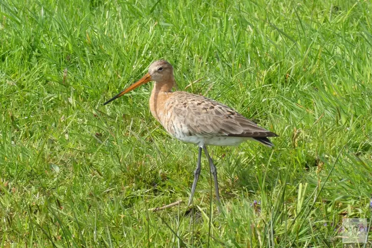 Provincie Zuid-Holland investeert in verbeteren van leefgebied Boerenlandvogels