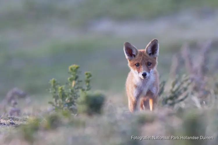 Dieren in Nationaal Park Hollandse Duinen vragen om rust